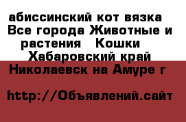 абиссинский кот вязка - Все города Животные и растения » Кошки   . Хабаровский край,Николаевск-на-Амуре г.